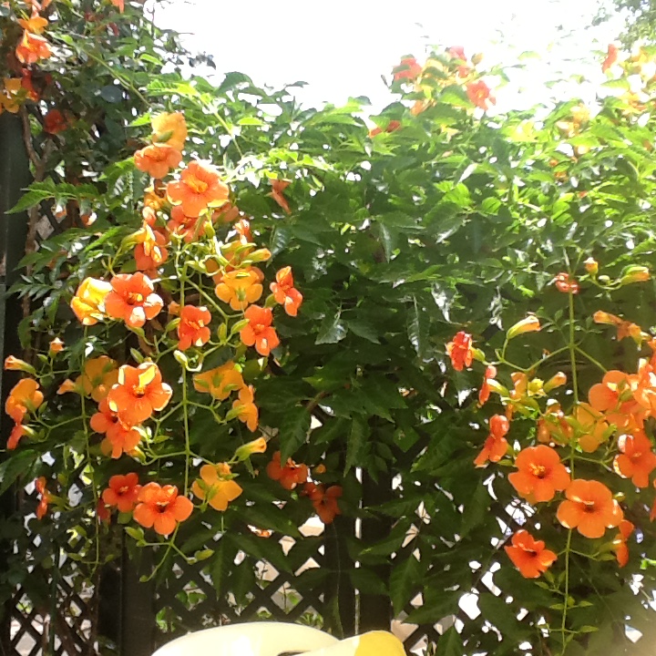 Ipad Marianne 514.JPG